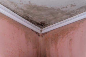 Black mold and damp stains on ceiling and pink walls in room corner © Ellen