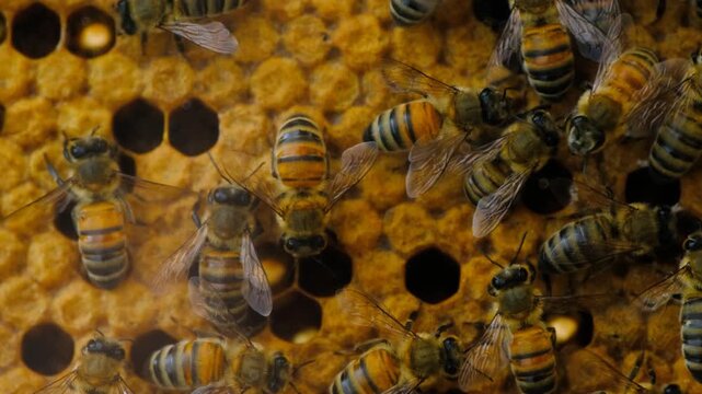 Honeybees Building and Working on Honeycomb. Close Up of Honeybees Inside an Active Beehive. Honeybees Working on Honeycomb Inside a Beehive.