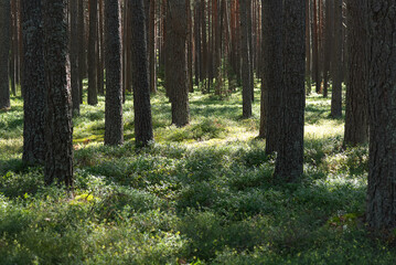 Obraz premium Wild Blueberry Bushes Growing Beneath Pine Trees In Summer Forest, Natural Habitat For Bilberry Plants, Wild Berries And Seasonal Foraging.