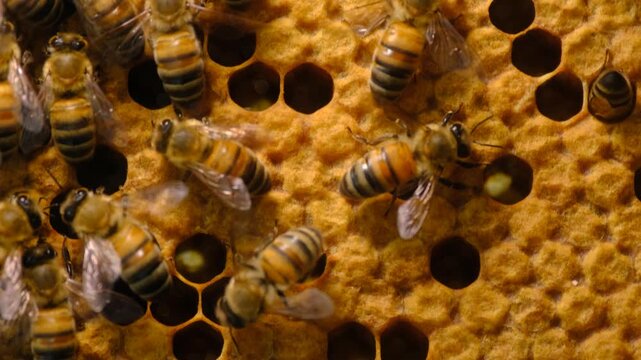 Honeybees Building and Working on Honeycomb. Close Up of Honeybees Inside an Active Beehive. Honeybees Working on Honeycomb Inside a Beehive.