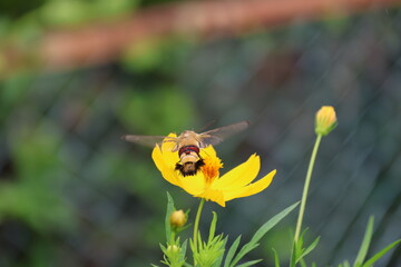 A hummingbird moth hovering while sipping nectar from yellow cosmos flower © Mt. Cape