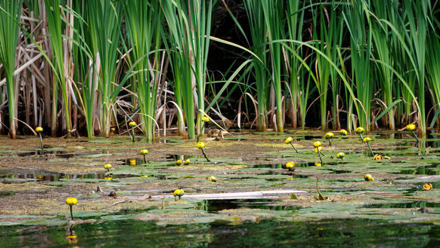 Yellow Pond Lily Flowers Among Aquatic Plants Growing Wild in a Wetland Pond