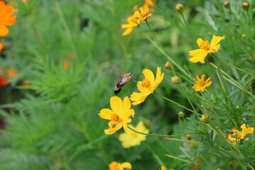 A hummingbird moth hovering while sipping nectar from yellow cosmos flower © Mt. Cape