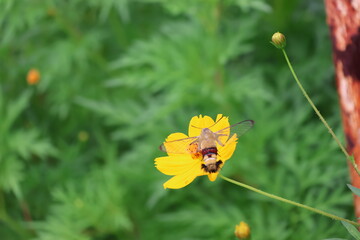 A hummingbird moth hovering while sipping nectar from yellow cosmos flower © Mt. Cape