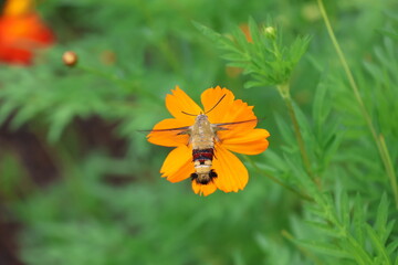 A hummingbird moth hovering while sipping nectar from yellow cosmos flower © Mt. Cape