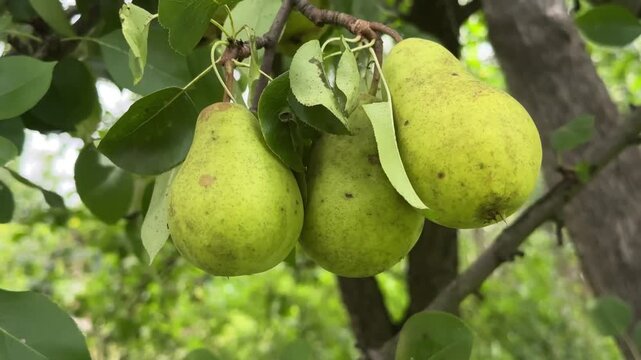 Fresh ripe yellow pears hanging on a tree branch with green leaves, nature concept, agricultural harvest, autumn harvest.