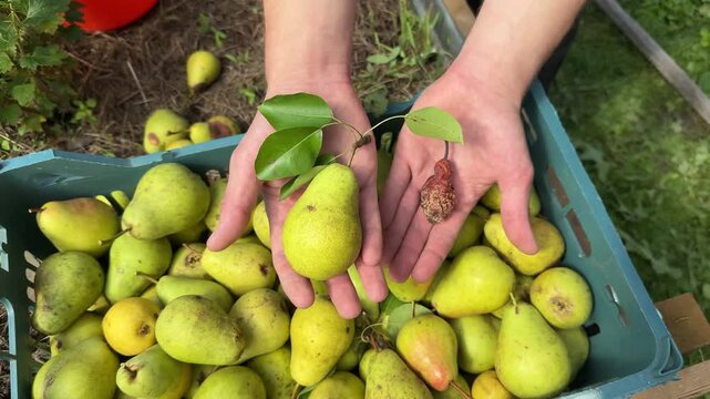 Hands holding and presenting a ripe yellow pear over a box full of organic harvest, agricultural produce, autumn harvest.