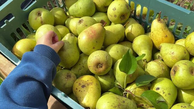 Children's hands are sorting through freshly cut pears in a plastic box.