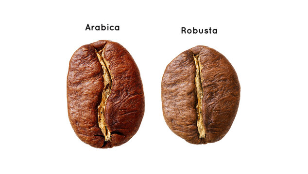 Comparative Analysis of Roasted Arabica and Robusta Coffee Beans 13