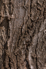 Fototapeta premium Close Up Tree Bark Texture with Natural Cracks and Irregularities