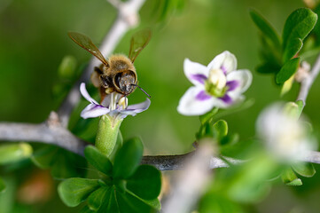 Buzzing bee collects nectar from delicate flowers in a vibrant spring garden © Михаил Шорохов