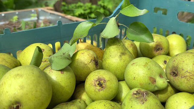 A person touching fresh green pears inside a plastic crate outdoors in a garden, harvest time, organic fruit, autumn harvest.