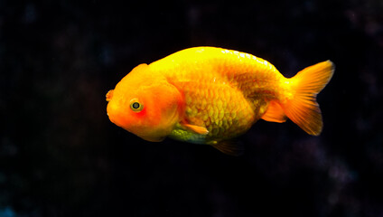 Close-up of a gold-and-yellow Ranchu goldfish with cloudy eyes © Yf