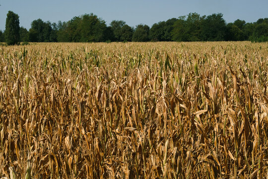 Summer 2026 Italy drought corn fields