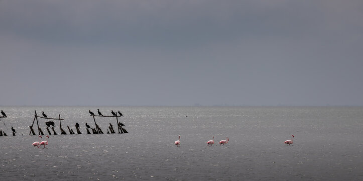 Greater Flamingos in the Camargue Wetlands, Southern France