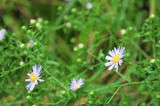 asters