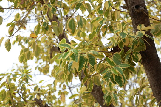The variegated Ficus altissima 'Yellow Gem' has thick, oval leaves with dark green foliage interspersed with beautiful yellow variegation. It is a large evergreen tree popular for garden decoration. 

