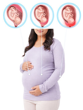 Pregnancy fetal development stages in womb, pregnant woman with ultrasound style fetus growth and prenatal medical illustration concept