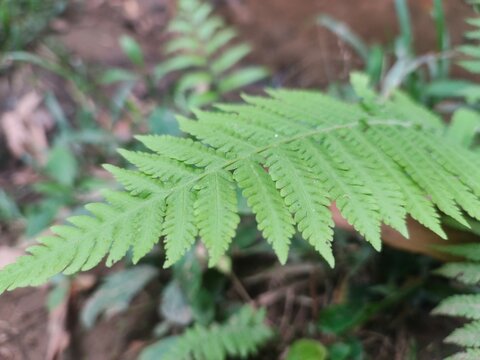 Tanaman Paku / Pakis (Fern Plants)