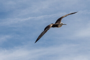 Fototapeta premium Magnificent frigatebird (Fregata magnificens) in flight in Mazatlan, Mexico