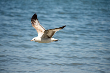 Naklejka premium Juvenile glaucous gull (Larus hyperboreus) in flight above the water, in Mazatlan, Mexico