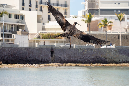 Magnificent frigatebird (Fregata magnificens) in flight above the beach in Mazatlan, Mexico