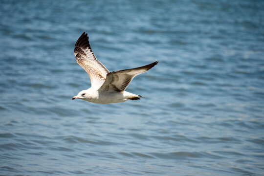 Juvenile glaucous gull (Larus hyperboreus) in flight above the water, in Mazatlan, Mexico