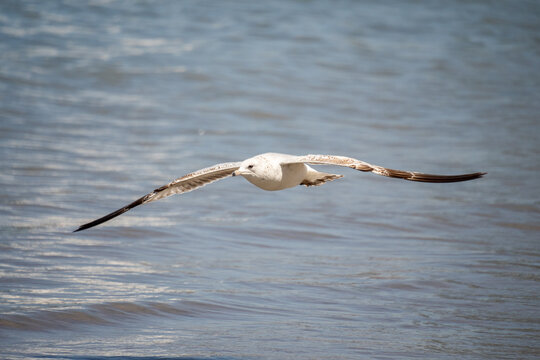 Juvenile glaucous gull (Larus hyperboreus) in flight above the water, in Mazatlan, Mexico