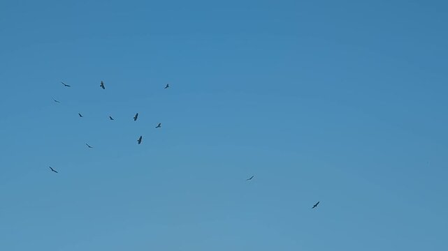 Turkey Vultures kettle flying in circles on thermals in the air