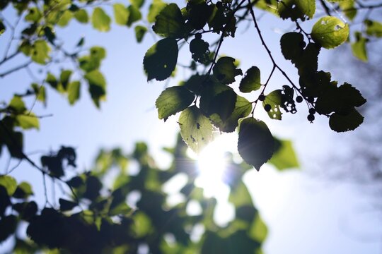 Sunlight breaking through trees leaves close up