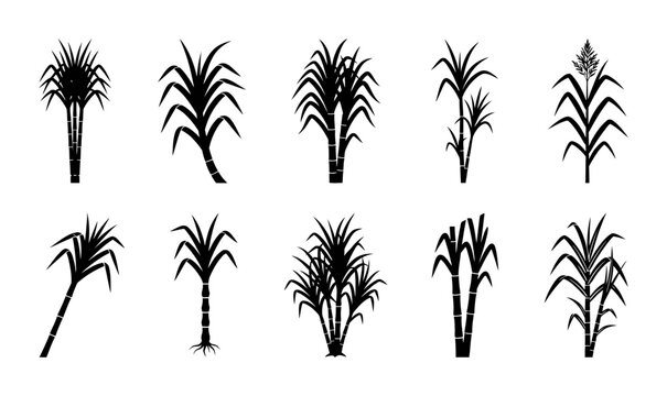 Sugarcane Plant Silhouette Collection Set Featuring Various Tropical Grass Growth Stages and Agricultural Harvesting Designs