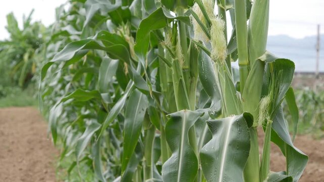 Young corn plants with ears and green leaves growing in rows on an agricultural field. Crop development.