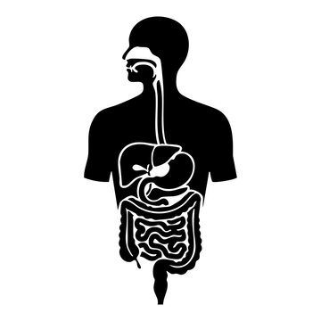 Vector silhouette of the human digestive system