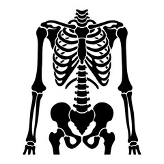 vector silhouette of human rib cage © Menhikki