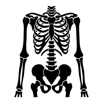 vector silhouette of human rib cage
