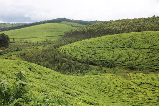 Expansive green tea plantations across the rolling hills of Teza, Burundi. Tea cultivation is an important agricultural activity and export industry in this East African country.