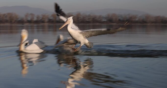Beautiful Dalmatian pelican flying at the sunset with blue sky at the background