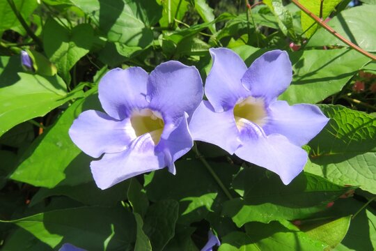 Beautiful blue Thunbergia grandiflora flowers in tropical garden
