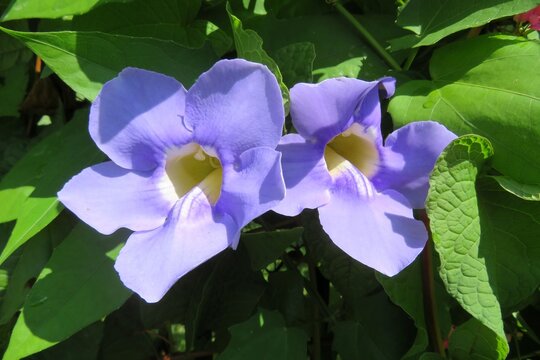 Beautiful blue Thunbergia grandiflora flowers in tropical garden