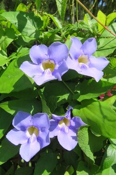 Beautiful blue Thunbergia grandiflora flowers in tropical garden