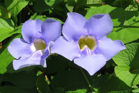 Beautiful blue Thunbergia grandiflora flowers in tropical garden