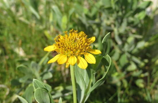 Bidens cernua flower in the field, closeup