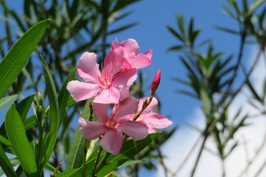 Beautiful pink Oleander flowers against blue sky in Florida nature