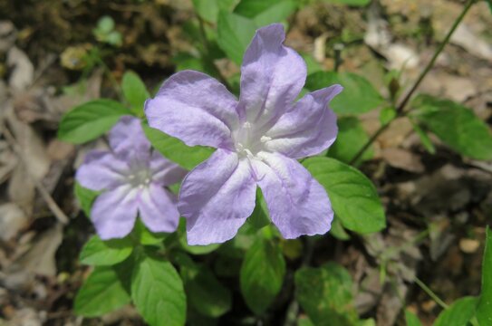 Ruellia flowers in Florida wild, closeup