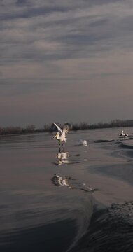 Beautiful Dalmatian pelican flying at the sunset with blue sky at the background