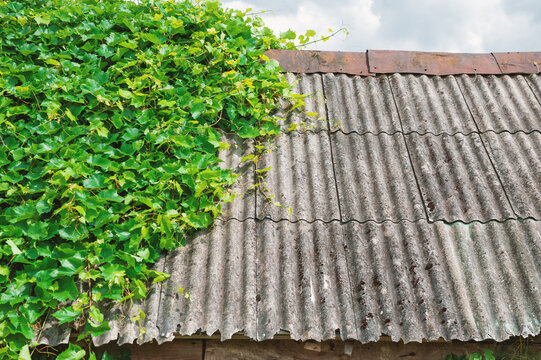 Green grapevine covers a weathered roof