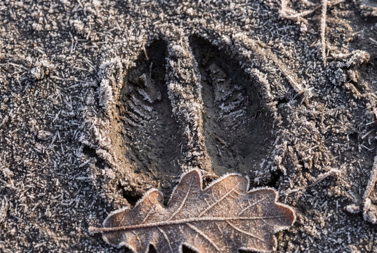 Hoofprint in frosty mud with oak leaf and animal track