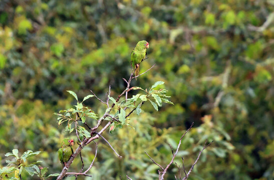 The mitred parakeet (Psittacara mitratus), also known as the mitred conure in aviculture, is a species of bird in subfamily Arinae of the family Psittacidae. This photo was taken in North Peru.