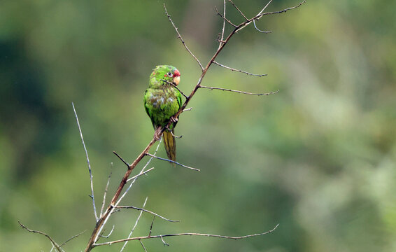 The mitred parakeet (Psittacara mitratus), also known as the mitred conure in aviculture, is a species of bird in subfamily Arinae of the family Psittacidae. This photo was taken in North Peru.