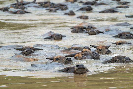 Herd of Water Buffalo Crossing a Muddy River in Rural China